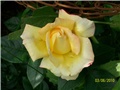 Ruža Gloria Dei